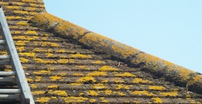 Bournemouth roof before cleaning and moss removal